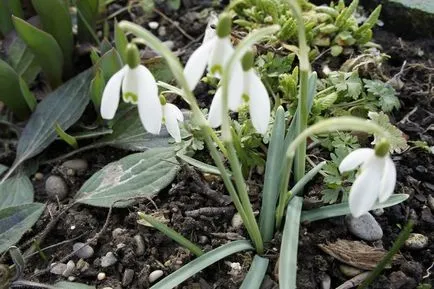 Първите пролетни цветя в градината