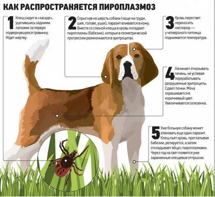 Пироплазмозата е, че такива симптоми на бабезиоза, Babesia паразити
