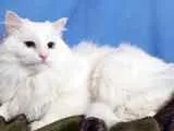 Защо котките плачат