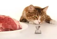 Защо котките не ядат, моите домашни любимци (защо) Защо котките не ядат, моите домашни любимци