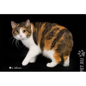Защо котките плачат със сълзи, котешки асистент