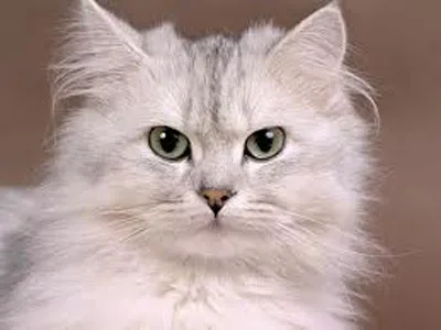 Защо котките плачат