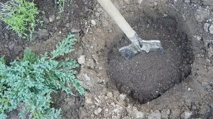 Катерене култивиране рози и грижа