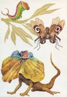 Защо зебра шарени scisne