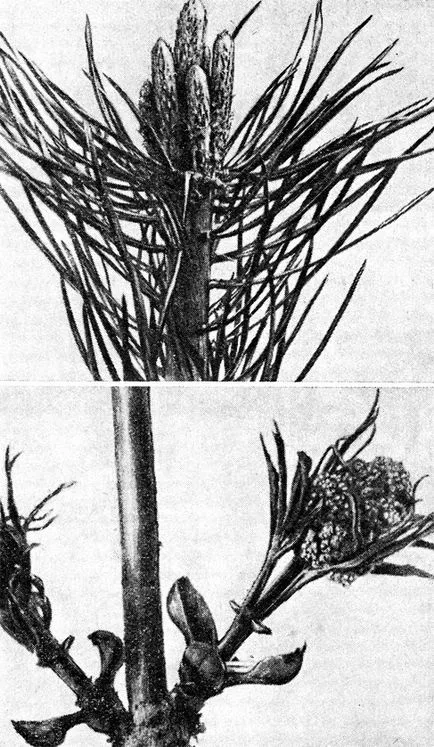 Бъбреците 1949 гр eytingen