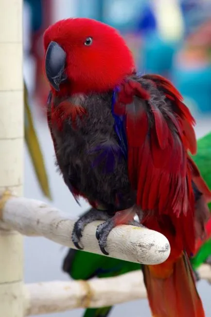 Parrot сърбеж - какво да правя, защо сърбеж вълнисто папагалче (папагал) Parrot сърбеж - какво да правя, защо вълнисто папагалче сърби