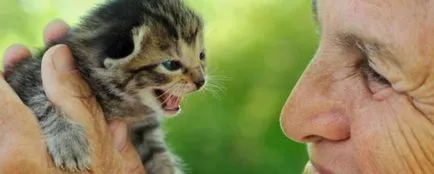 Вярно ли е, че котките знаят всичко за чувствата си