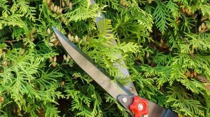Засаждане Arborvitae пролет как и кога правилно засадени в земята, разсаждане за възрастни, грижи, резитба, (земя) Засаждане Arborvitae пролет как и кога правилно засадени в земята, разсаждане за възрастни, грижи, резитба,