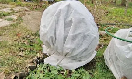 Засаждане Arborvitae пролет как и кога правилно засадени в земята, разсаждане за възрастни, грижи, резитба, (трансплантация) Засаждане Arborvitae пролет как и кога правилно засадени в земята, разсаждане за възрастни, грижи, резитба,