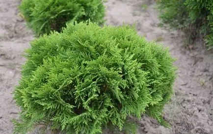 Засаждане Arborvitae пролет как и кога правилно засадени в земята, разсаждане за възрастни, грижи, резитба, (трансплантация) Засаждане Arborvitae пролет как и кога правилно засадени в земята, разсаждане за възрастни, грижи, резитба,