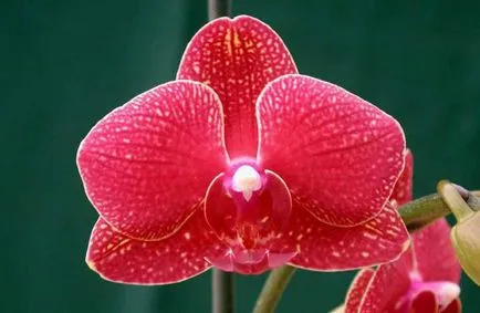 Правилната грижа за орхидеята след пазаруване в магазин (покупка) Правилната грижа за орхидеята след пазаруване в магазин