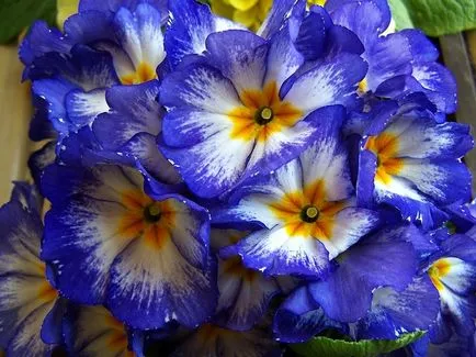 Засаждане иглика семена за разсад, съвети и правила