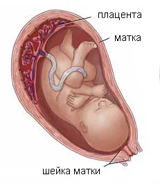 Причини и лечение на преждевременно стареене на плацентата