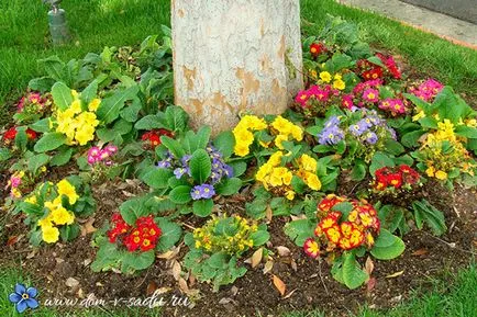 Primula многогодишно градина