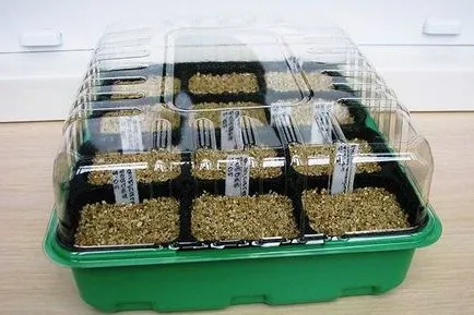 Primula многогодишно градина