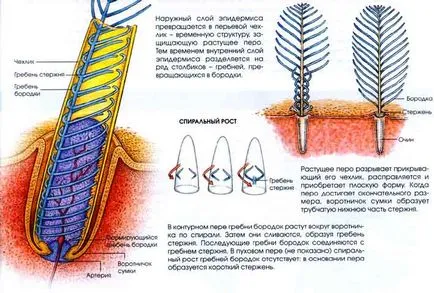 проблеми на еволюцията