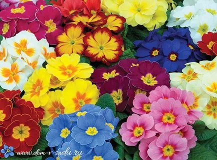 Primula многогодишно градина