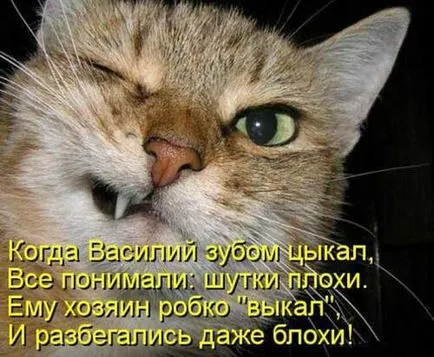 Смешни стихотворения за котки - вицове хумор