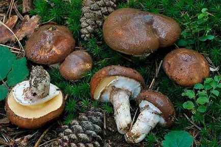 Tinóru gombák - amelyek egyre, fotó, hasznos tulajdonságok (ahol vaj gombák nőnek) Tinóru gombák - amelyek egyre, fotó, hasznos tulajdonságok
