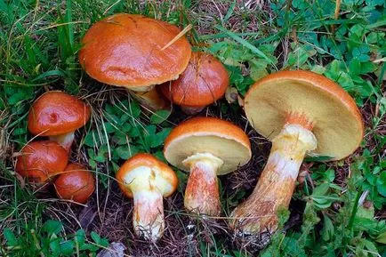 Tinóru gombák - amelyek egyre, fotó, hasznos tulajdonságok (ahol vaj gombák nőnek) Tinóru gombák - amelyek egyre, fotó, hasznos tulajdonságok
