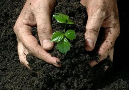 Kálium Humate (műtrágya) használati utasításokat, az ár és vélemények