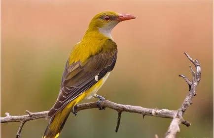 Ориол Bird - описание, местообитание, видове, фото и видео, пеене онлей
