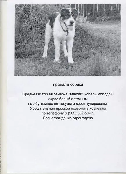 Изгубени куче - как да пишат реклами, които искате да включите в рекламата (реклама) Изгубени куче - как да пишат реклами, които искате да включите в рекламата