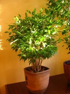 Кажете ни как да образува корона benjamina за домашни любимци Ficus