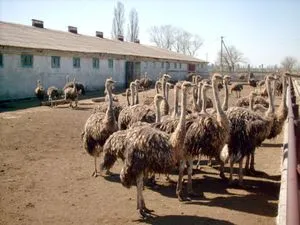 Развъждане щрауси в цените на жилищата и характеристики на съдържанието