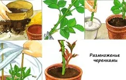 Розов храст грижи у дома в саксия (пот) Розов храст в саксия домашни грижи