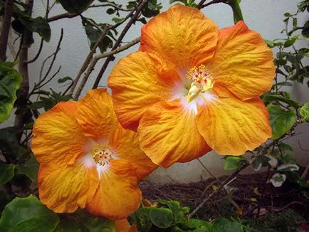 Hibiscus Garden - засаждане и отглеждане, хибискус снимка, отглеждане и поддържане на хибискус; видове и