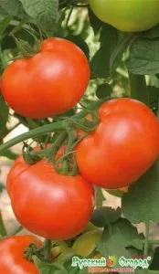 Повечето продуктивни сортове домати за открито поле