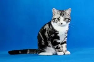 Най-популярни рок Топ 10 котки