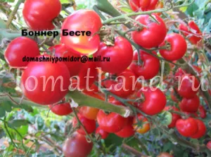 Повечето продуктивни сортове домати за открито поле