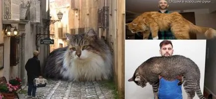Най-голямата котка в света - източник на добро настроение