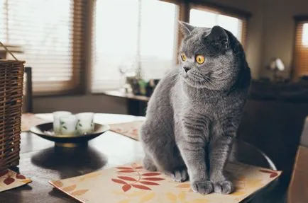 Най-големият породи котки снимки и факти, на сайта 