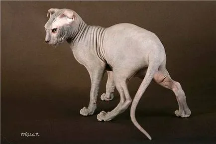Най-често срещаната порода котки без козина снимка, породи котки плешиви, сфинкс Sphynx