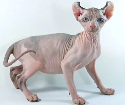 Най-често срещаната порода котки без козина снимка, породи котки плешиви, сфинкс Sphynx