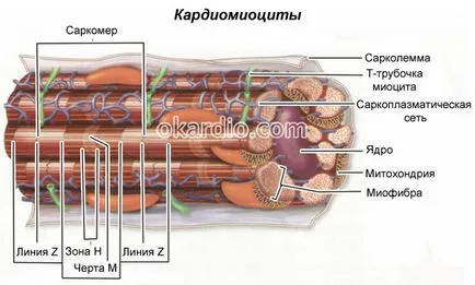 Синдромът на ранното камерна реполяризация какво е проява на ЕКГ