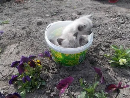 Сиамски котенца описание, цена, графични, видео, коментари грижи
