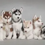 Колко струва на каишки за кучета