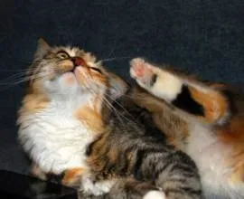 Едно куче, като лисица, рок, червенокоса малко куче