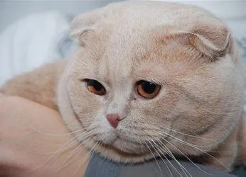 шотландски пъти