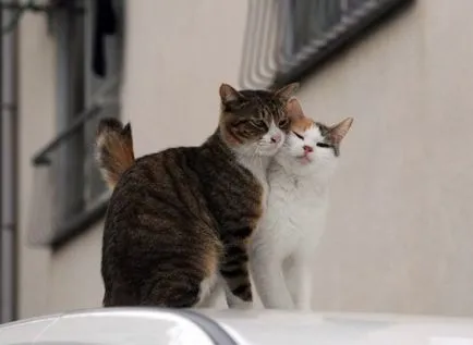 Колко котки са ходене, колко дни, когато те започват да ходят на котката (котки) Колко котки са ходене, колко дни, когато те започват да ходят на котката
