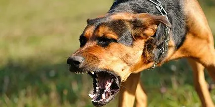 Тълкуване на сънища лай куче, което мечтае да лае куче в съня