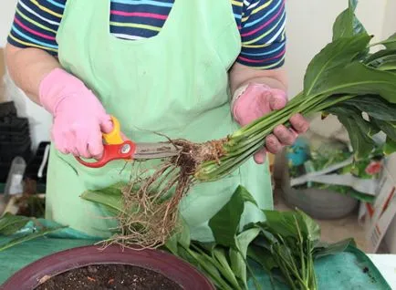 Spathiphyllum майстор трансплантация клас, както и снимки на стъпалата