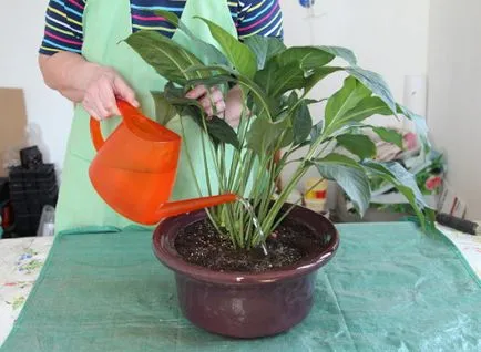 Spathiphyllum майстор трансплантация клас, както и снимки на стъпалата