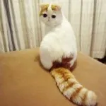 Спокойно котка порода за апартамент и деца, снимка, описание, цена, къща, мишки улов, дом