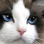 Спокойно котка порода за апартамент и деца, снимка, описание, цена, къща, мишки улов, дом