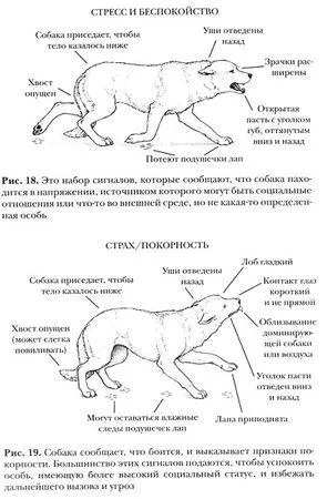 Стенли Корен - как да говори с куче - страница 62 (кучето) Стенли Корен - как да говори с куче - страница 62